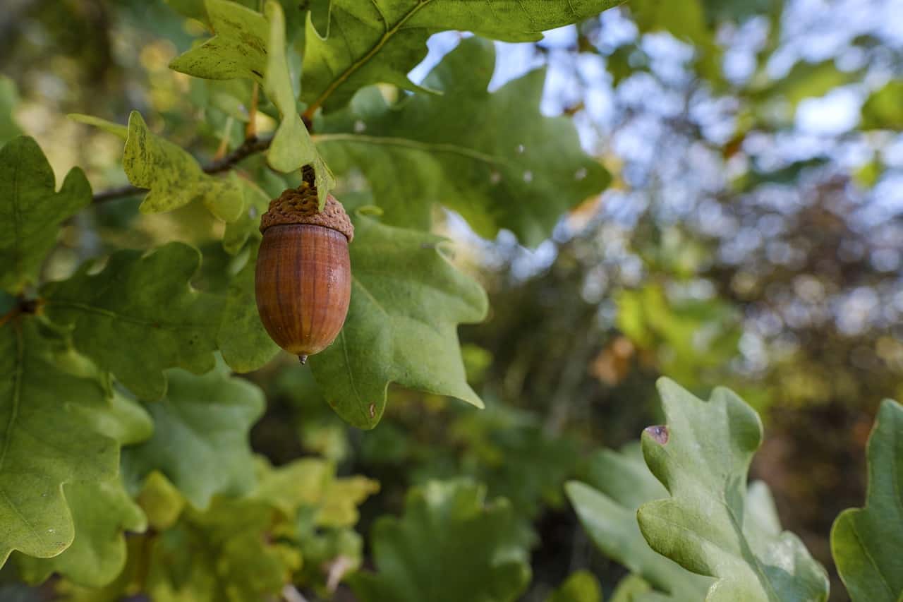 bible story for kids about acorn and oak tree