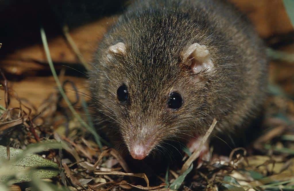 antechinus