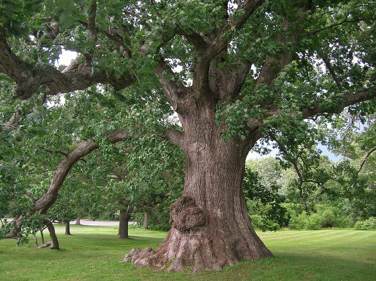 How Tall Is An Oak Tree