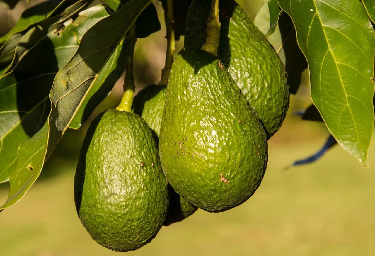 avocado tree, avocado facts