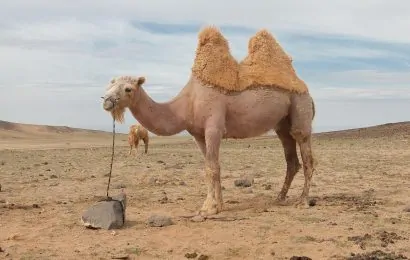 50 Amazing Camel Facts About This Unique Animal 