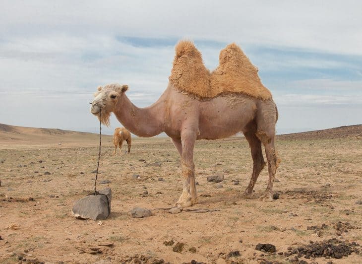 50 Amazing Camel Facts About This Unique Animal - Facts.net