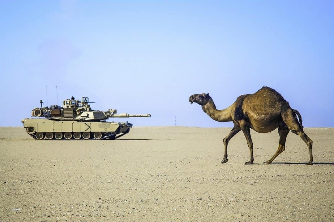 50 Amazing Camel Facts About This Unique Animal