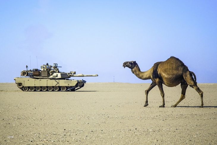 50 Amazing Camel Facts About This Unique Animal - Facts.net