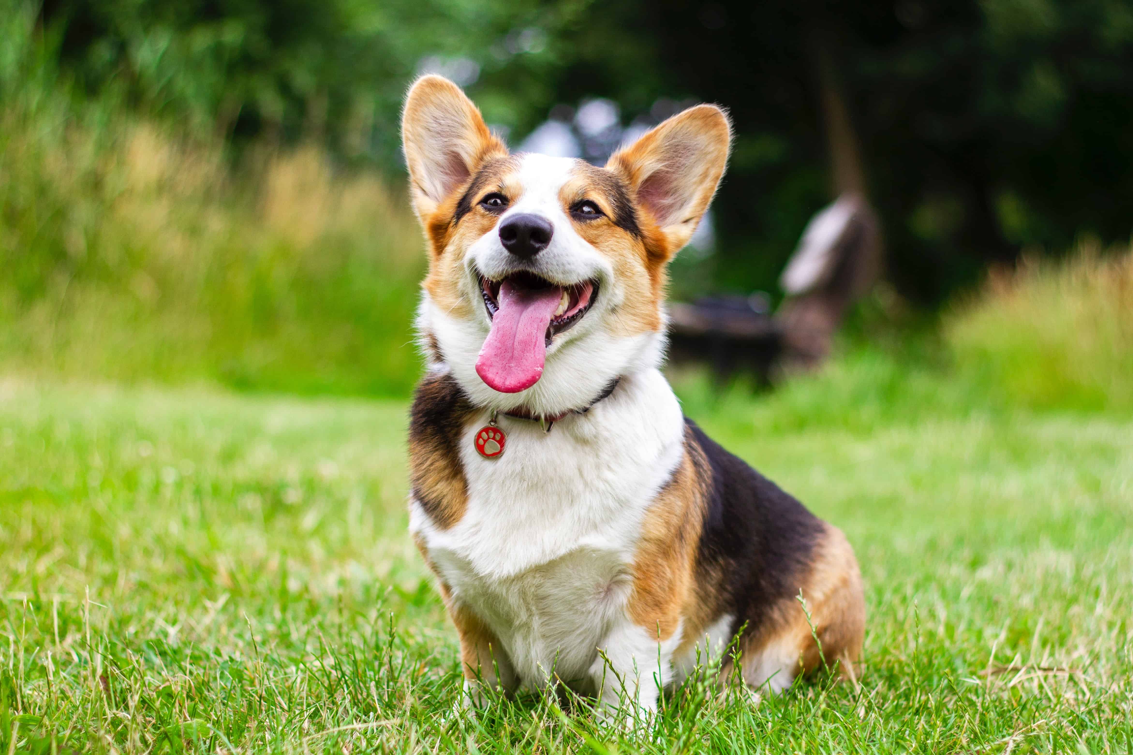 Happy dog. Вельш корги пемброк. Собака вельш корги. Вельш корги терьер. Вельш корги мини.