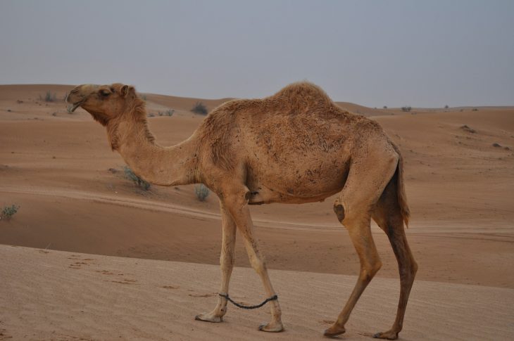 50 Amazing Camel Facts About This Unique Animal - Facts.net