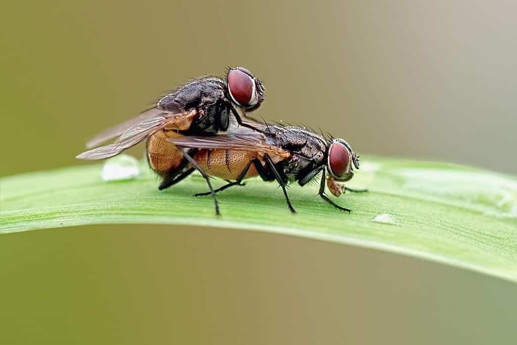 flies mating