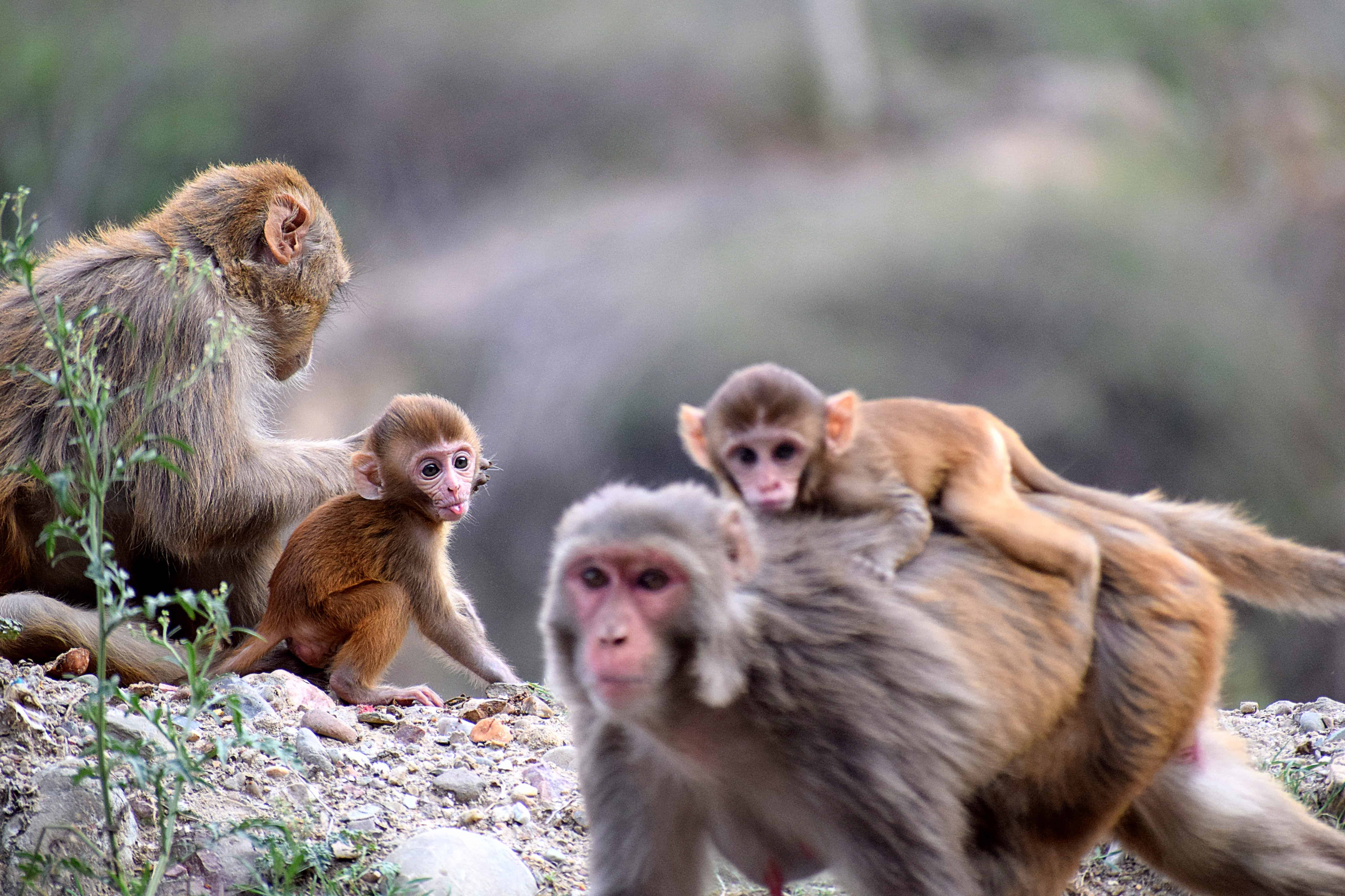 80 Cheeky Monkey Facts You Should Know Facts