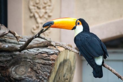 50 Surprising Toucan Facts To Brighten Up Your Life - Facts.net