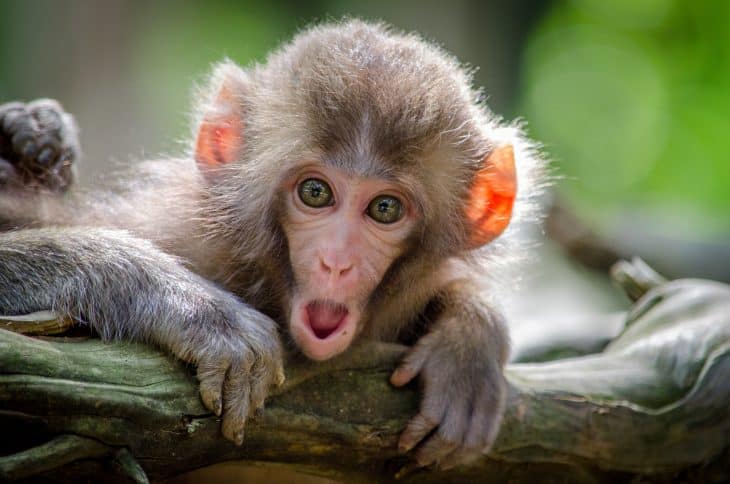 monkey with open mouth, monkey facts