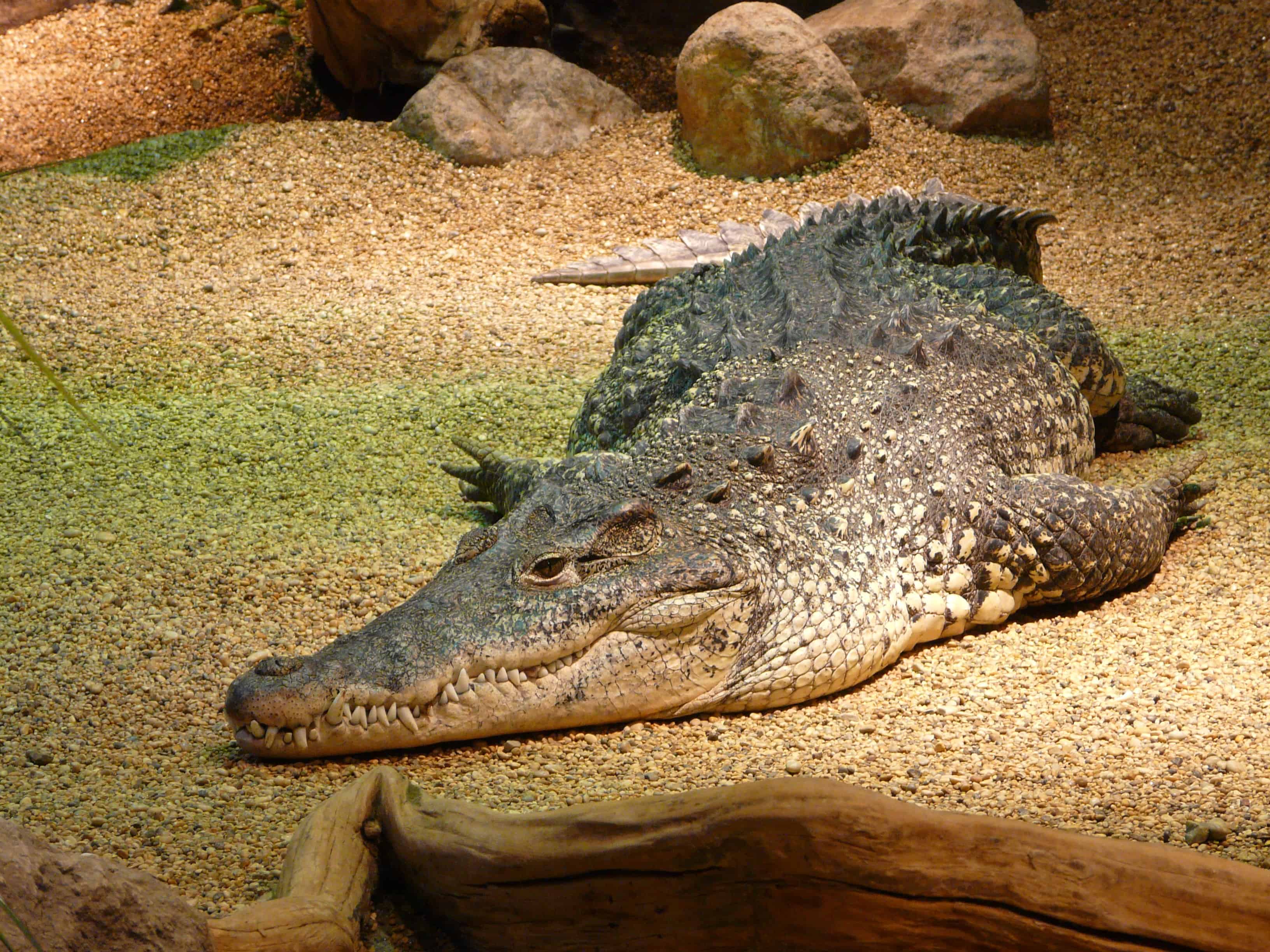 Quick Facts About Saltwater Crocodiles