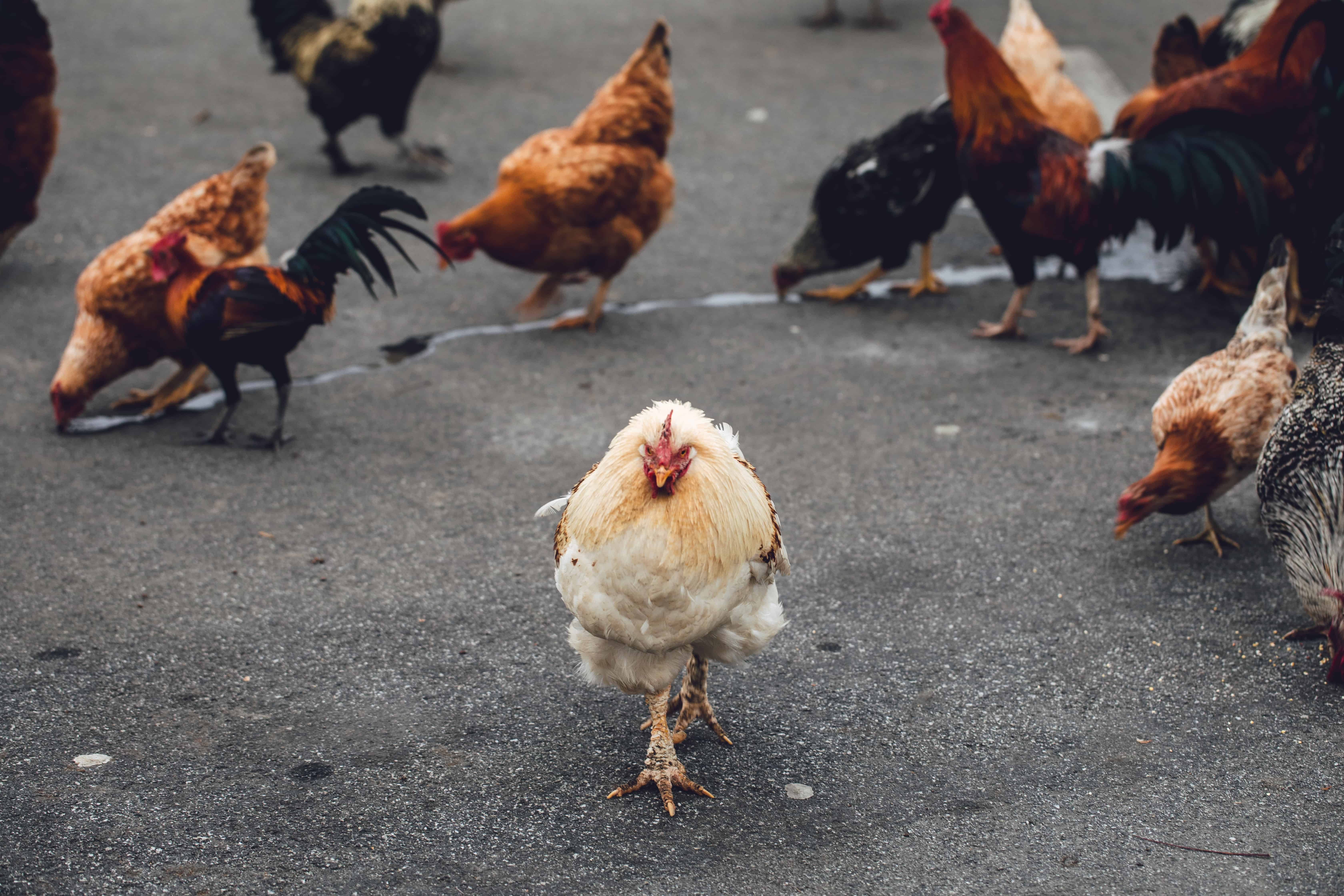 troupeau de poulets sur la route, faits sur le poulet