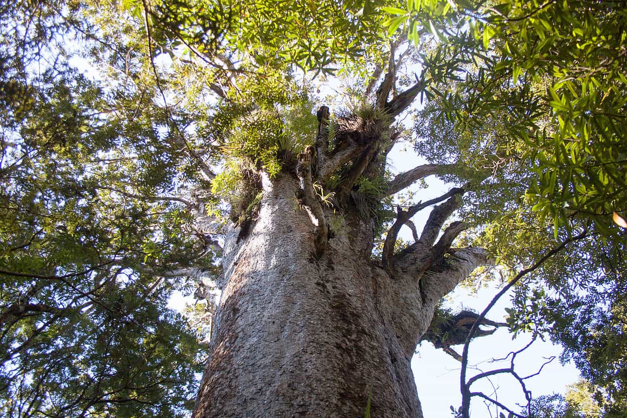 дерево каури в лесу Вайпуа