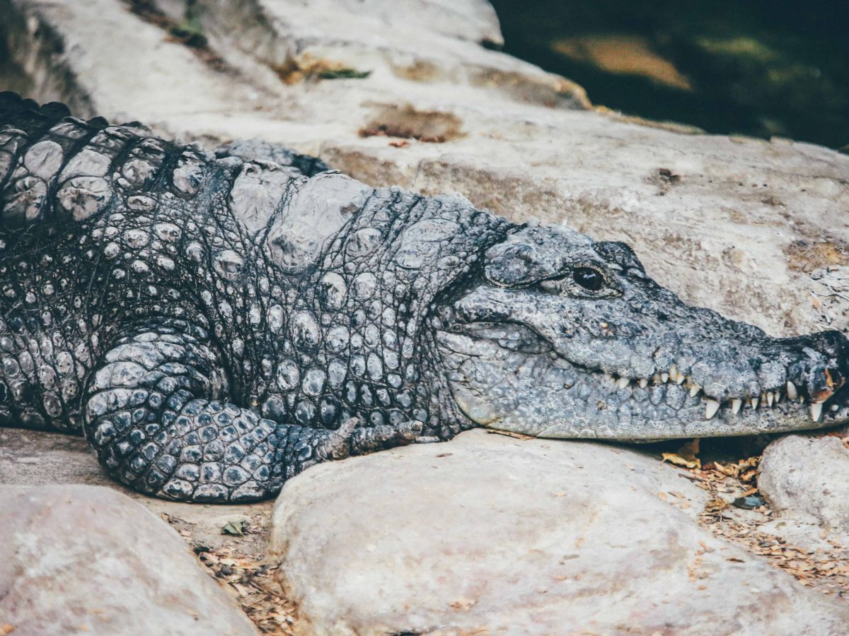 35 Fascinating Crocodile Facts You Should Know Facts Net