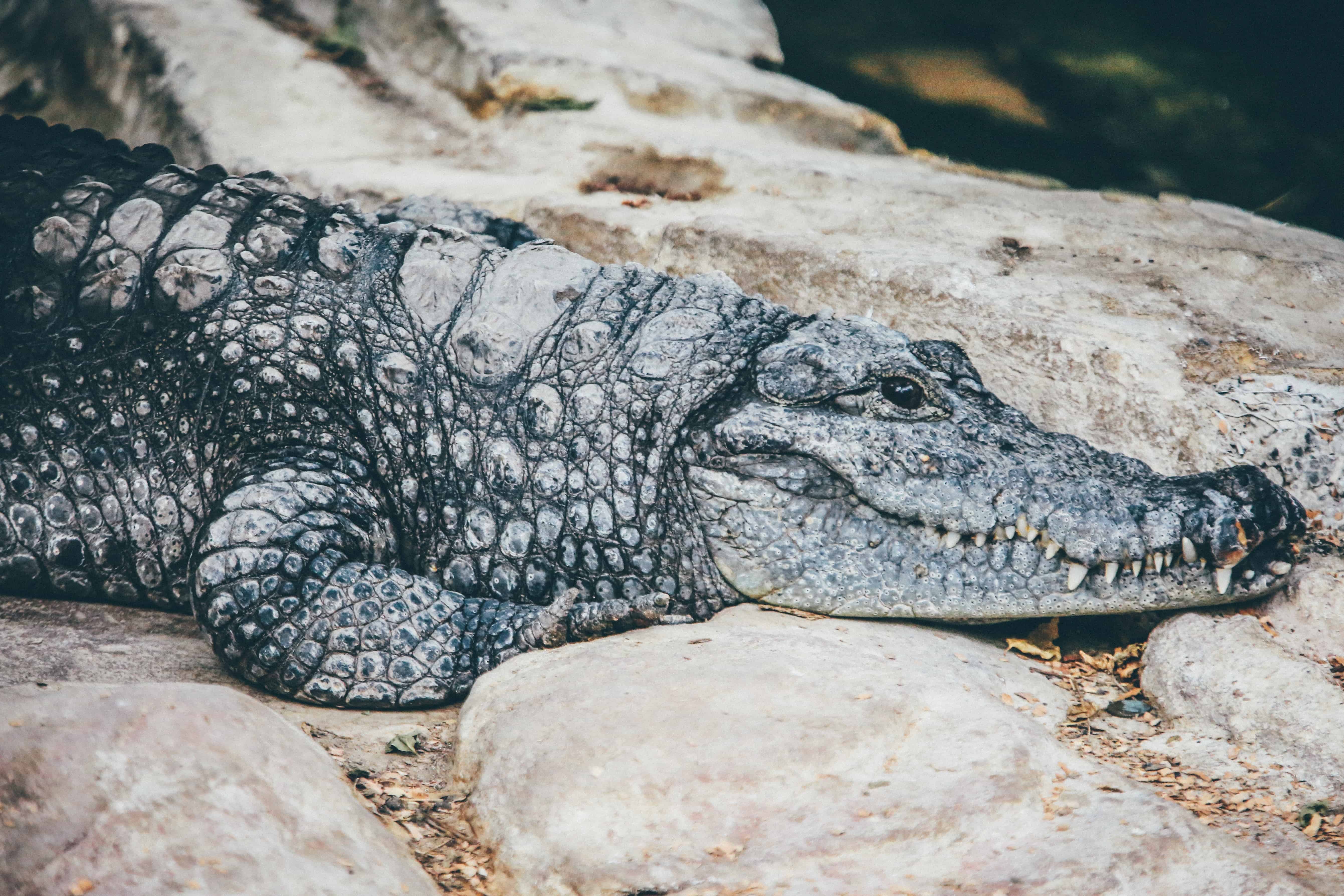 Crocodile Leather: 4 Things You Should Know About It