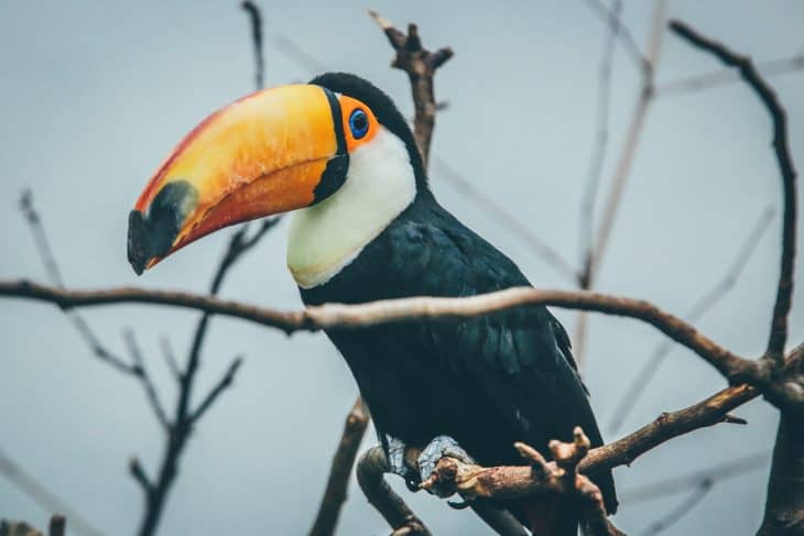 Toucan on a branch, Toucan facts