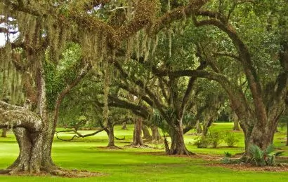 30 Mighty Oak Tree Facts You Never Knew 