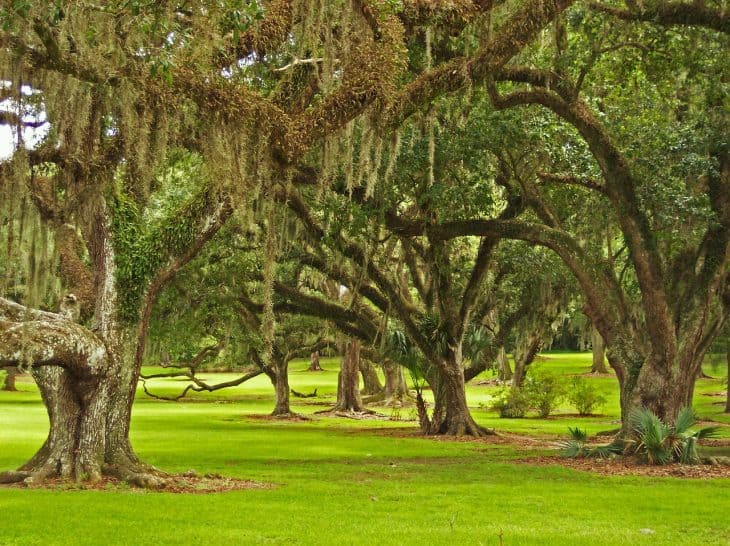 30 Mighty Oak Tree Facts You Never Knew 