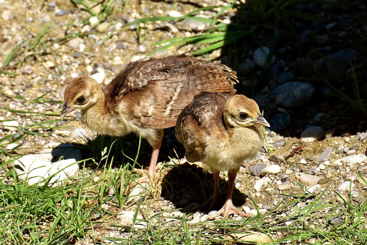 peachicks, peacock tények