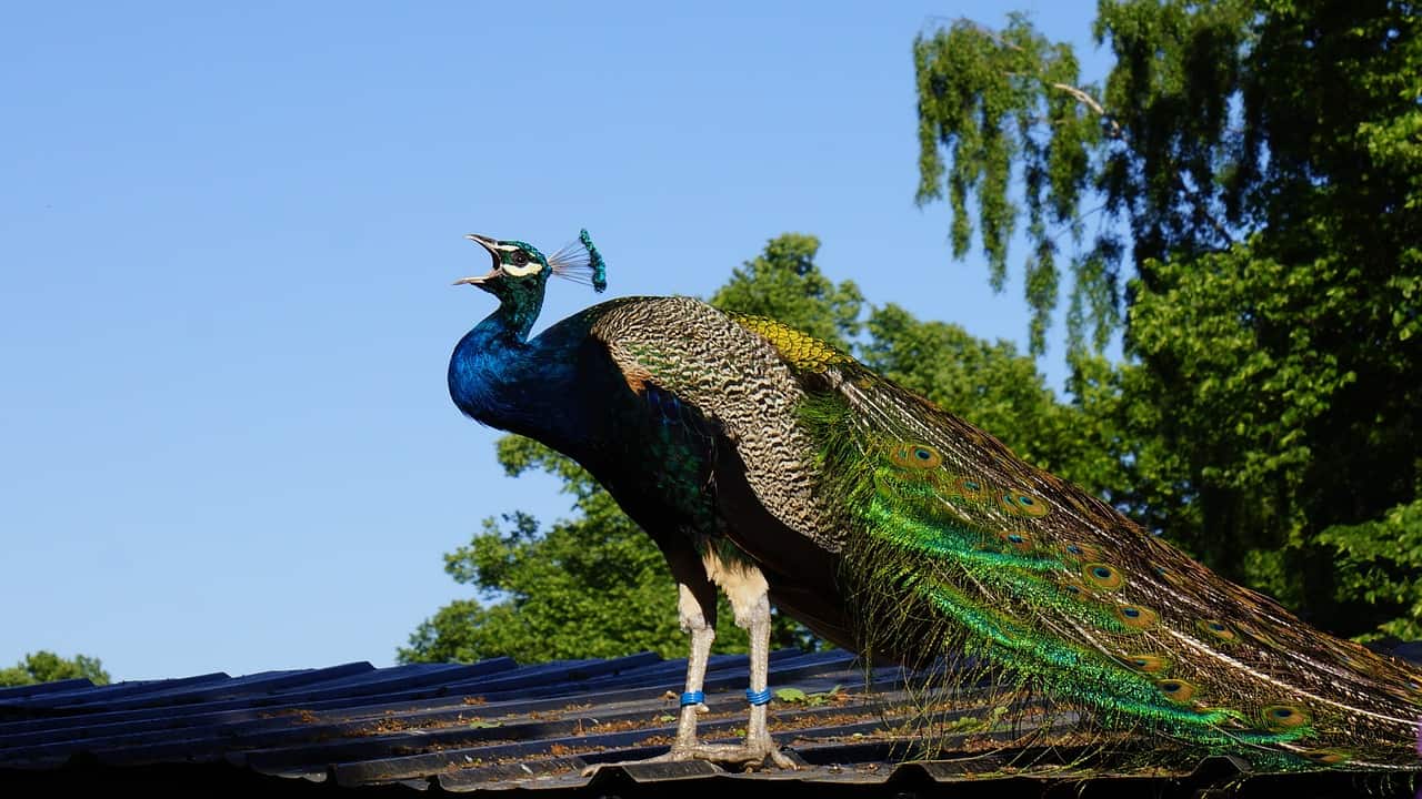 孔雀の鳴き声