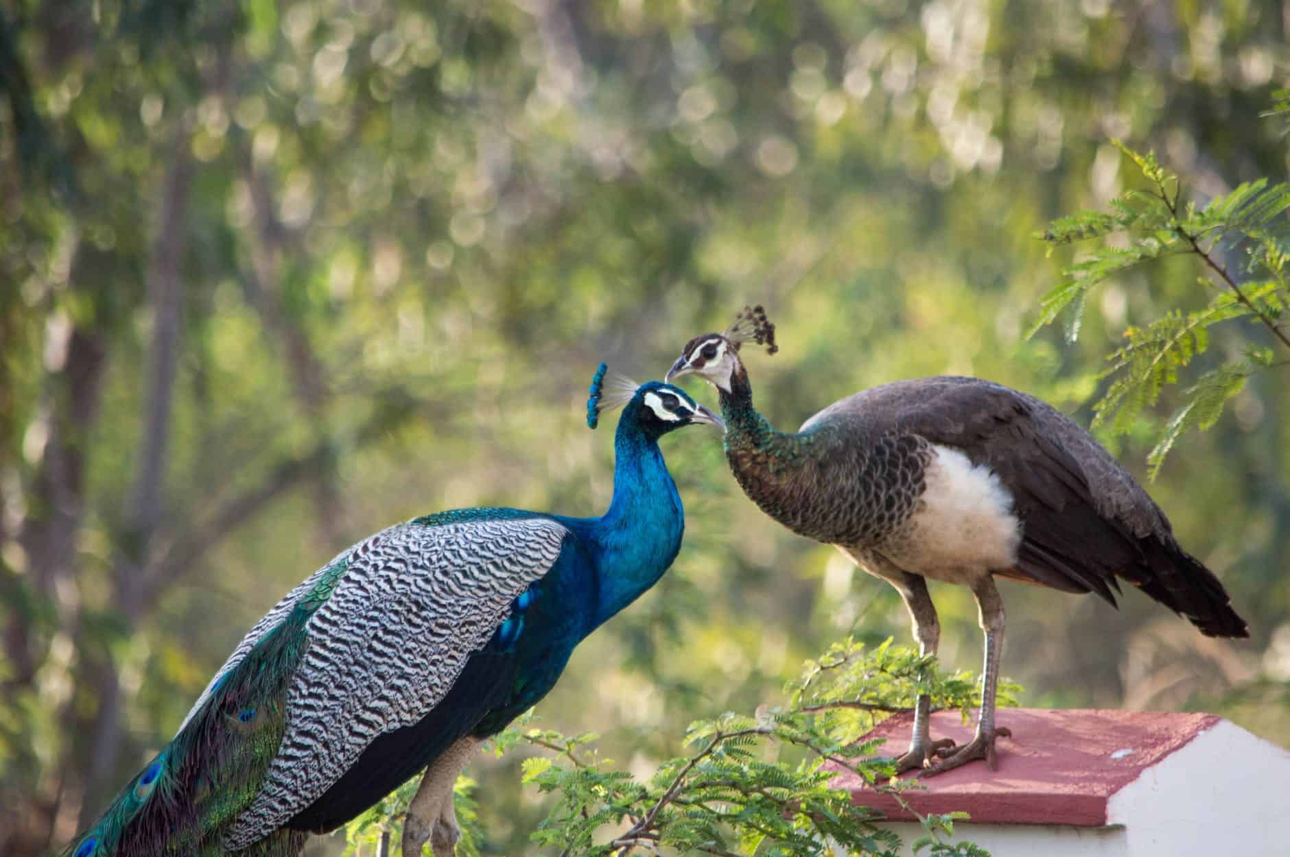 Male Peacocks Mating