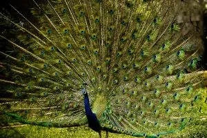 50 Beautiful Peacock Facts You Should Not Miss 