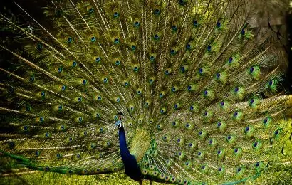 50 Beautiful Peacock Facts You Should Not Miss 