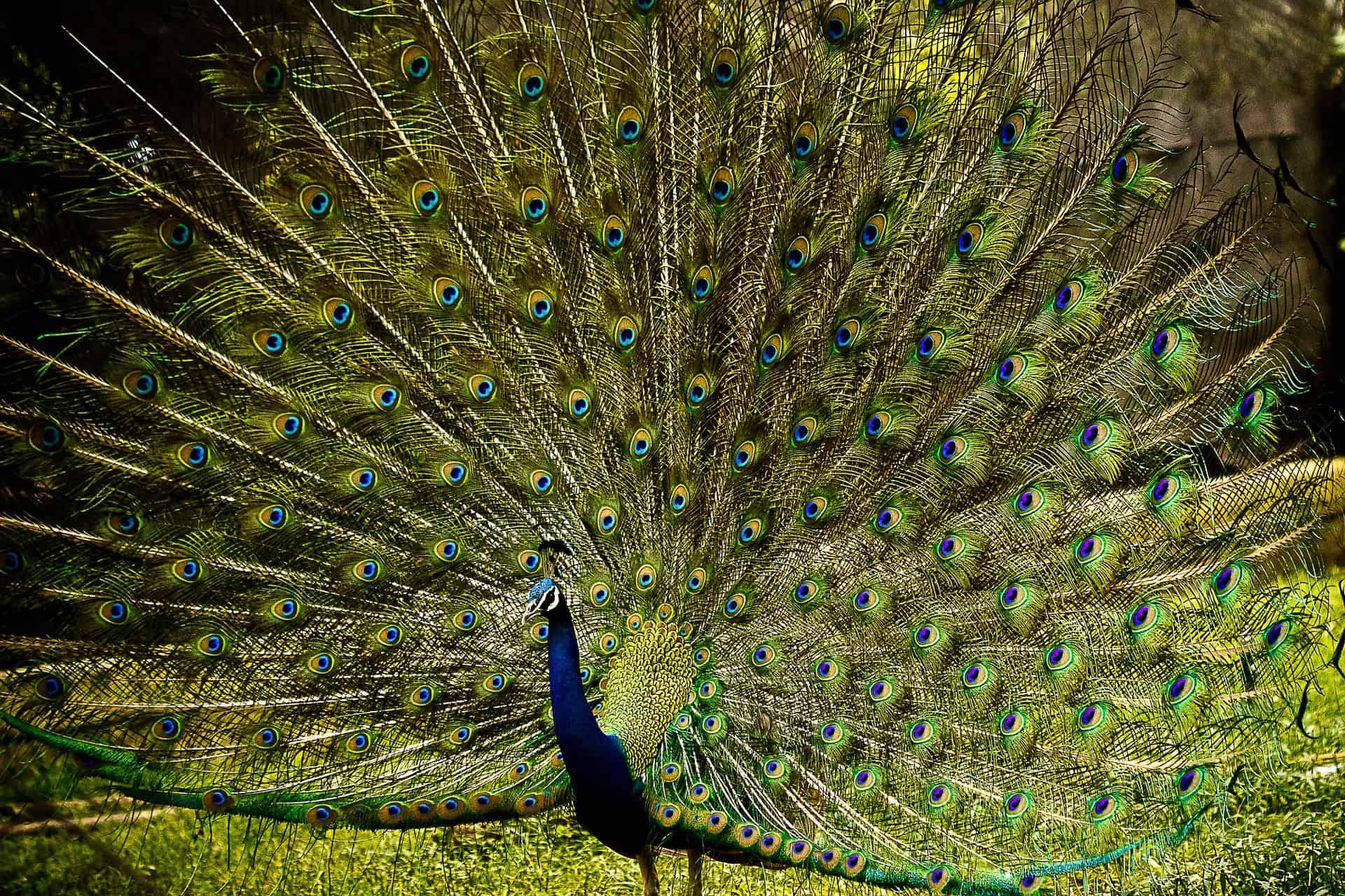 50 Beautiful Peacock Facts You Should Not Miss