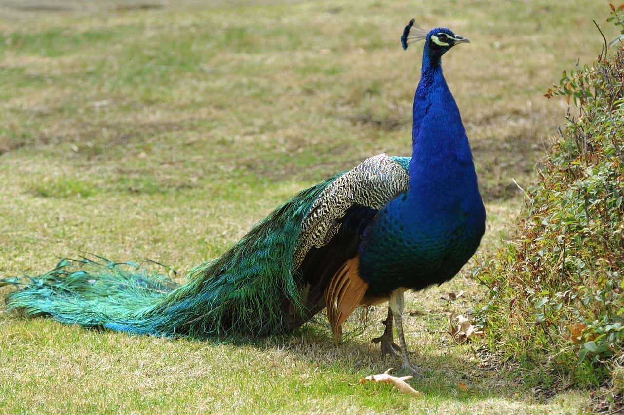  peacock train, peacock fakta 