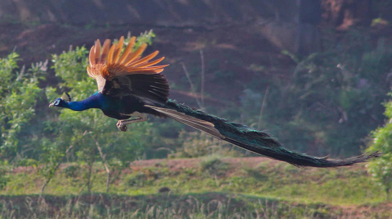 peachocks can fly, peacock facts