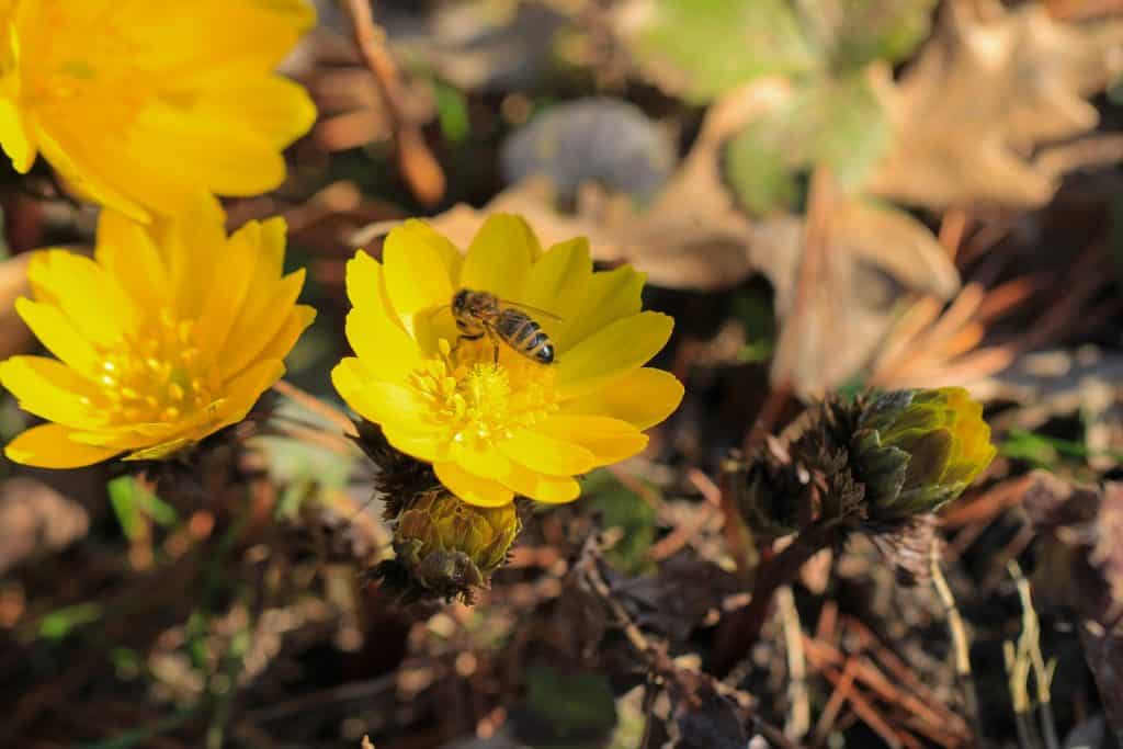 bee eyes useless facts