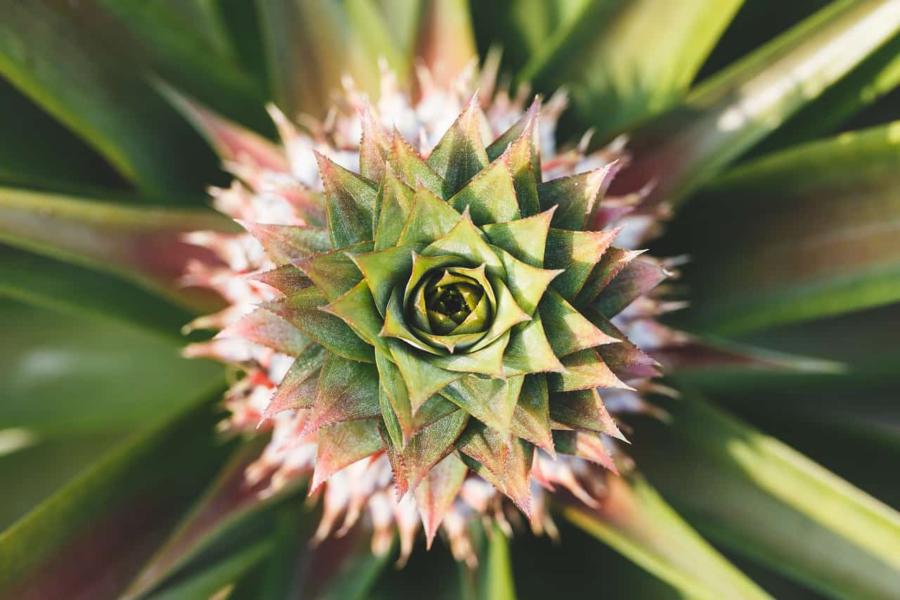 5 Fun Facts About Pineapple Plants - Yarden