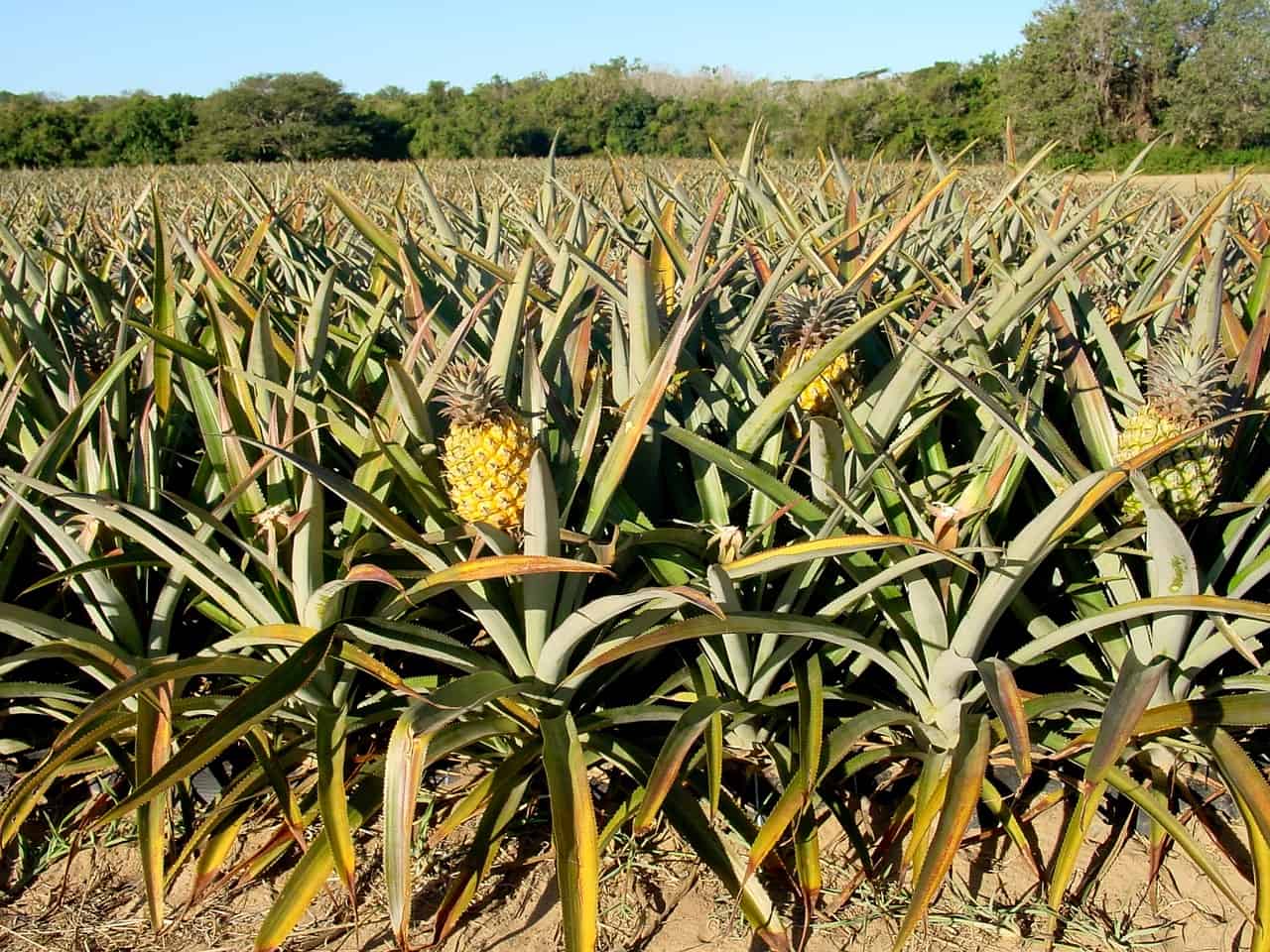 pineapple field