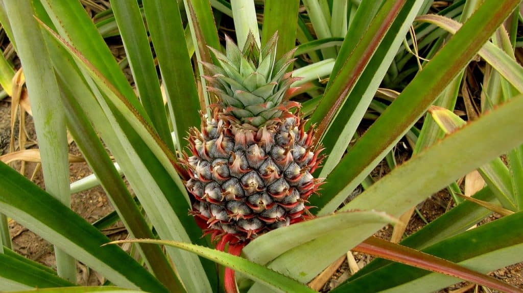 50 Delicious Pineapple Facts For You To Find Out