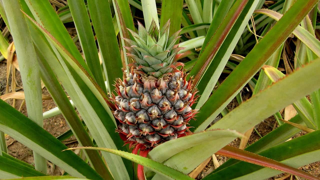 5 Fun Facts About Pineapple Plants - Yarden