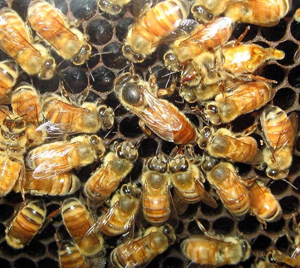 queen bee and male bees