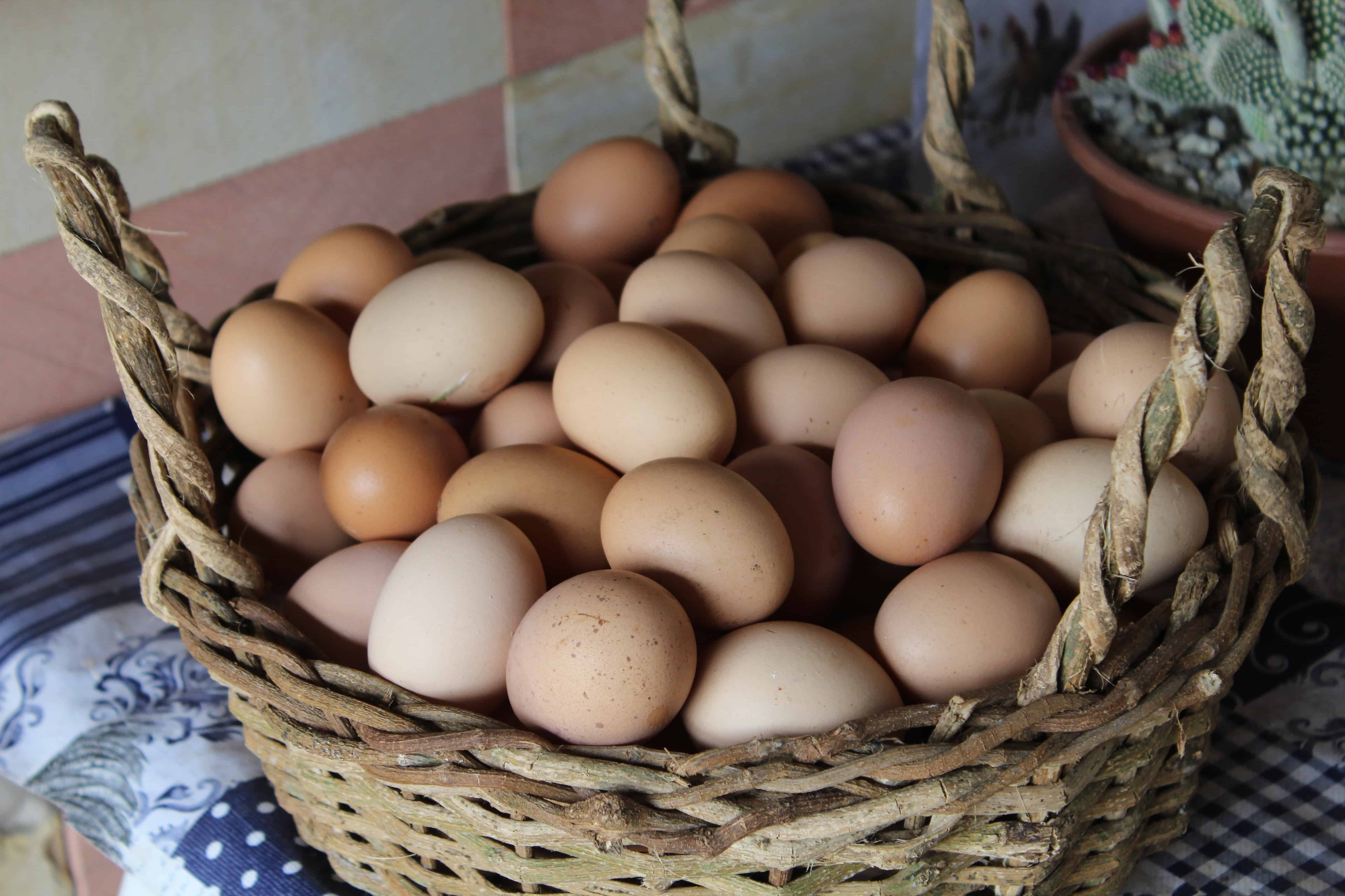 Uova di gallina, fatti di pollo