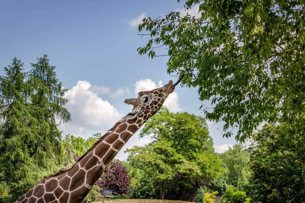 fun facts giraffe