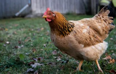 70 Chicken Facts That Are Truly Peckculiar 