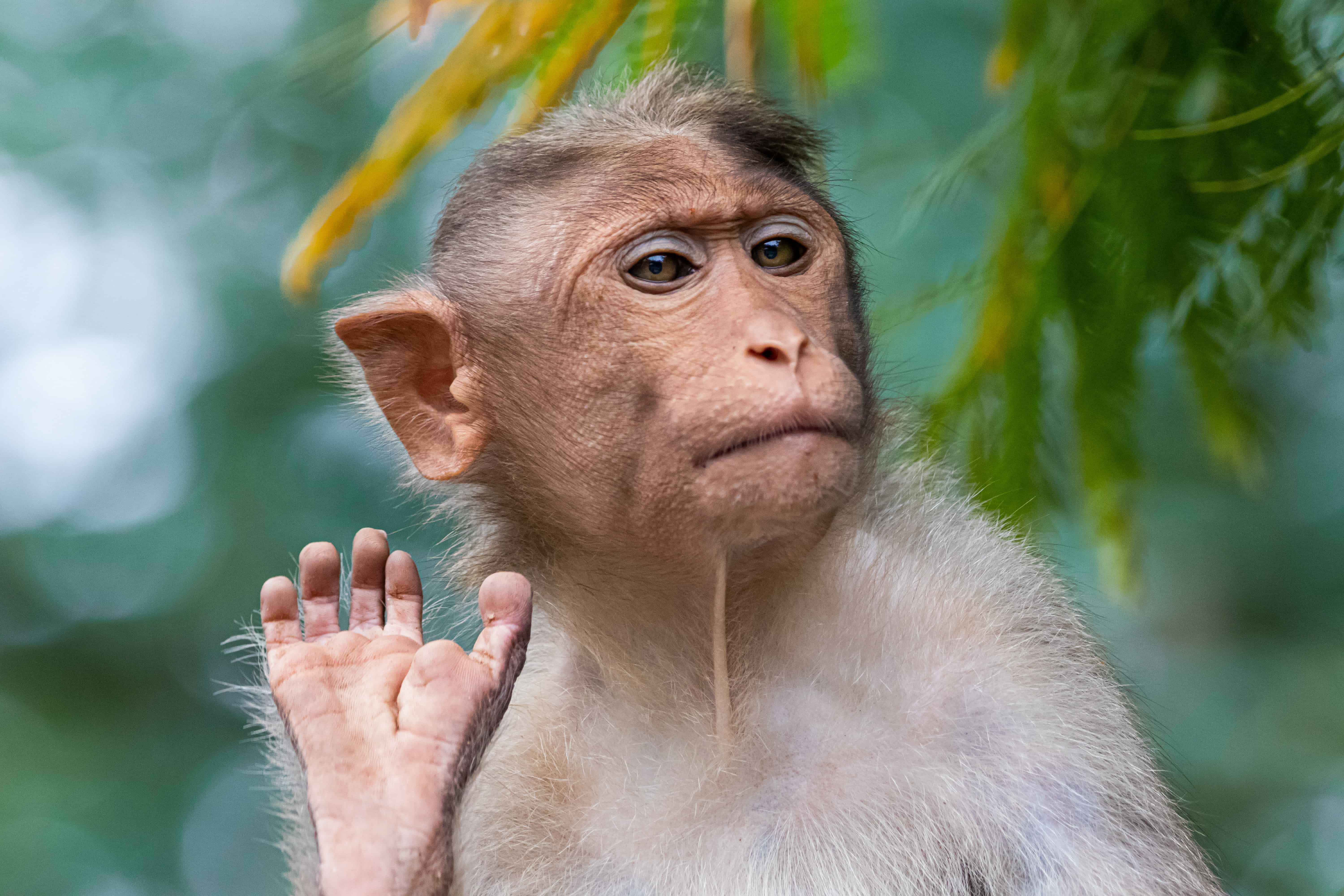 80 Cheeky Monkey Facts You Should Know Facts Net
