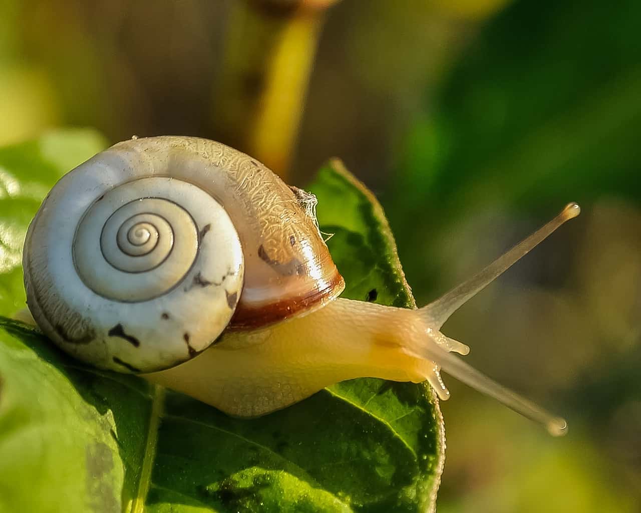 snail random facts