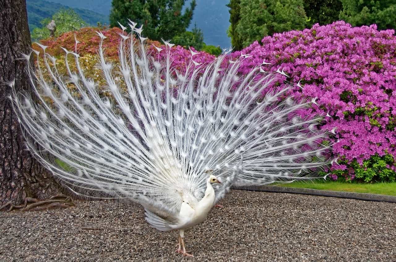 weißer Pfau, Pfau Fakten