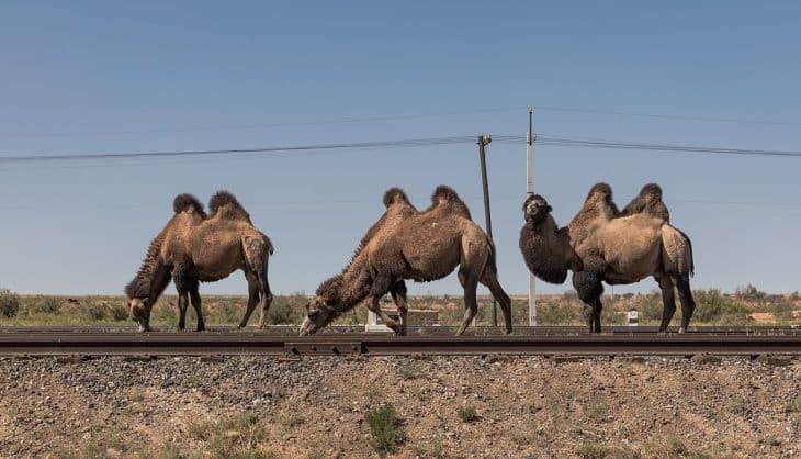 50 Amazing Camel Facts About This Unique Animal | Facts.net