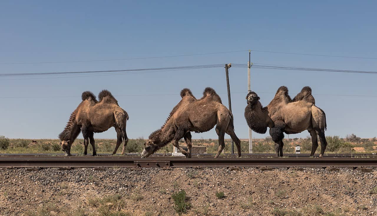 50 Amazing Camel Facts About This Unique Animal - Facts.net