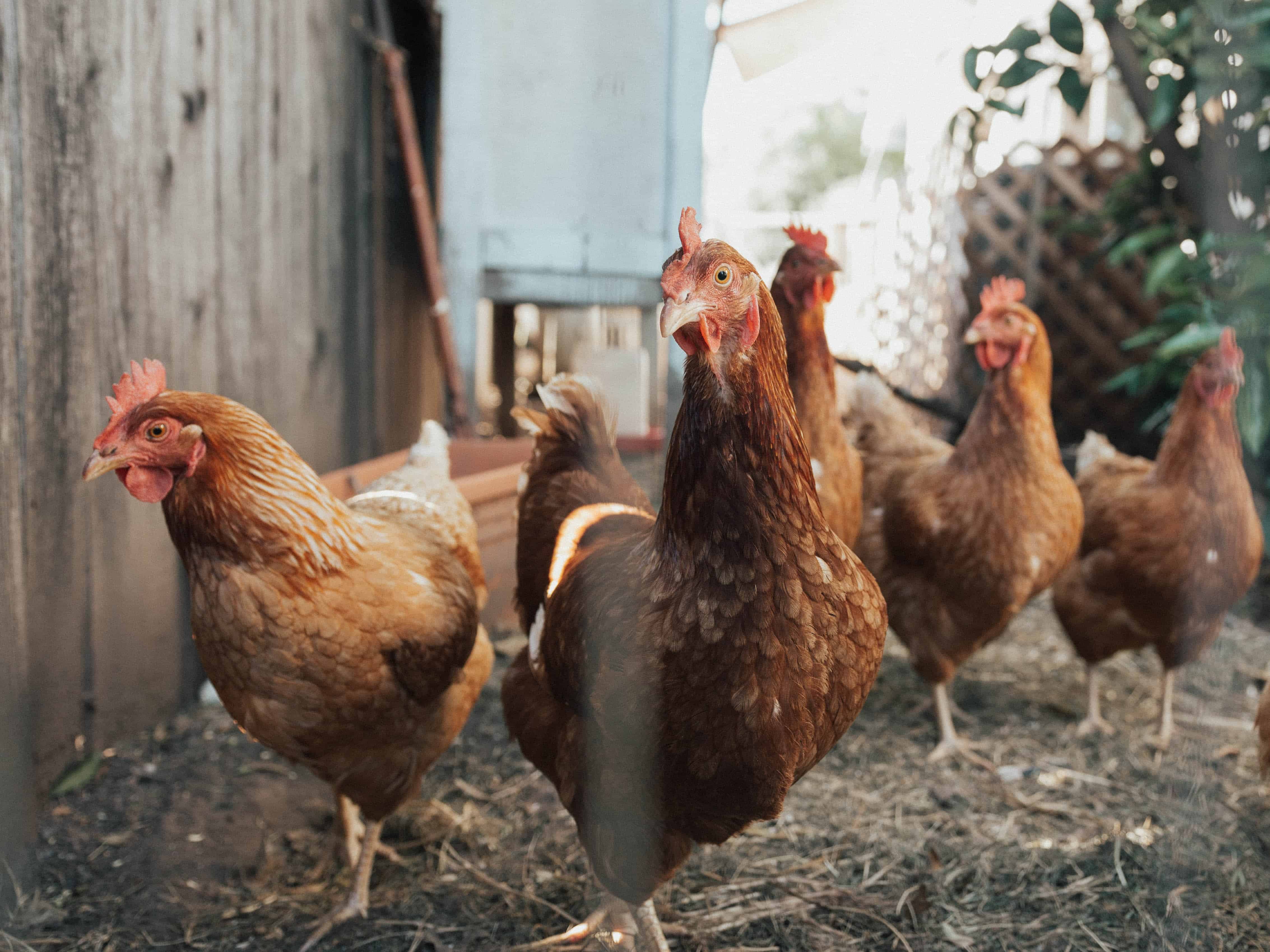 Galline, fatti di pollo