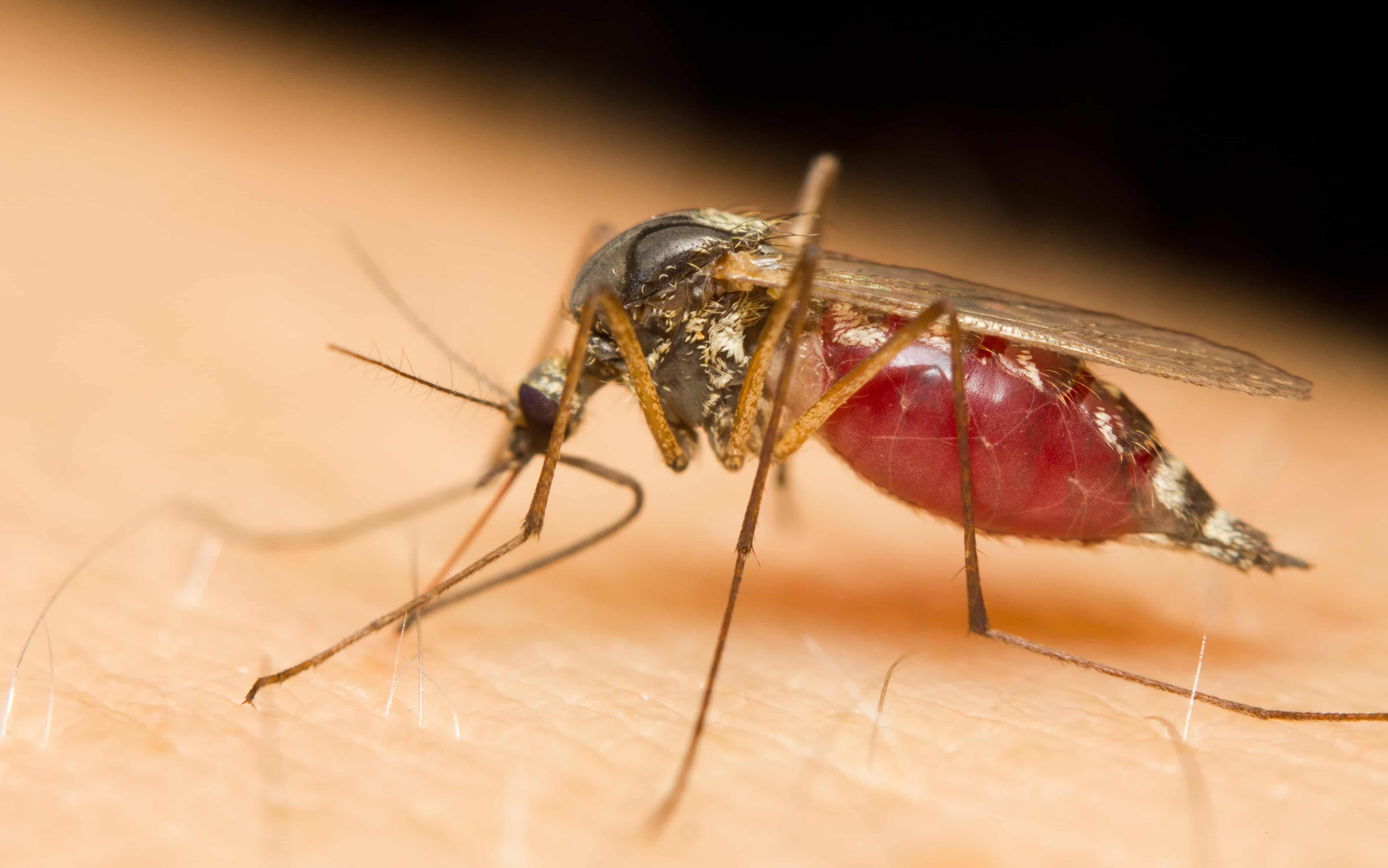 mosquito, did you know facts