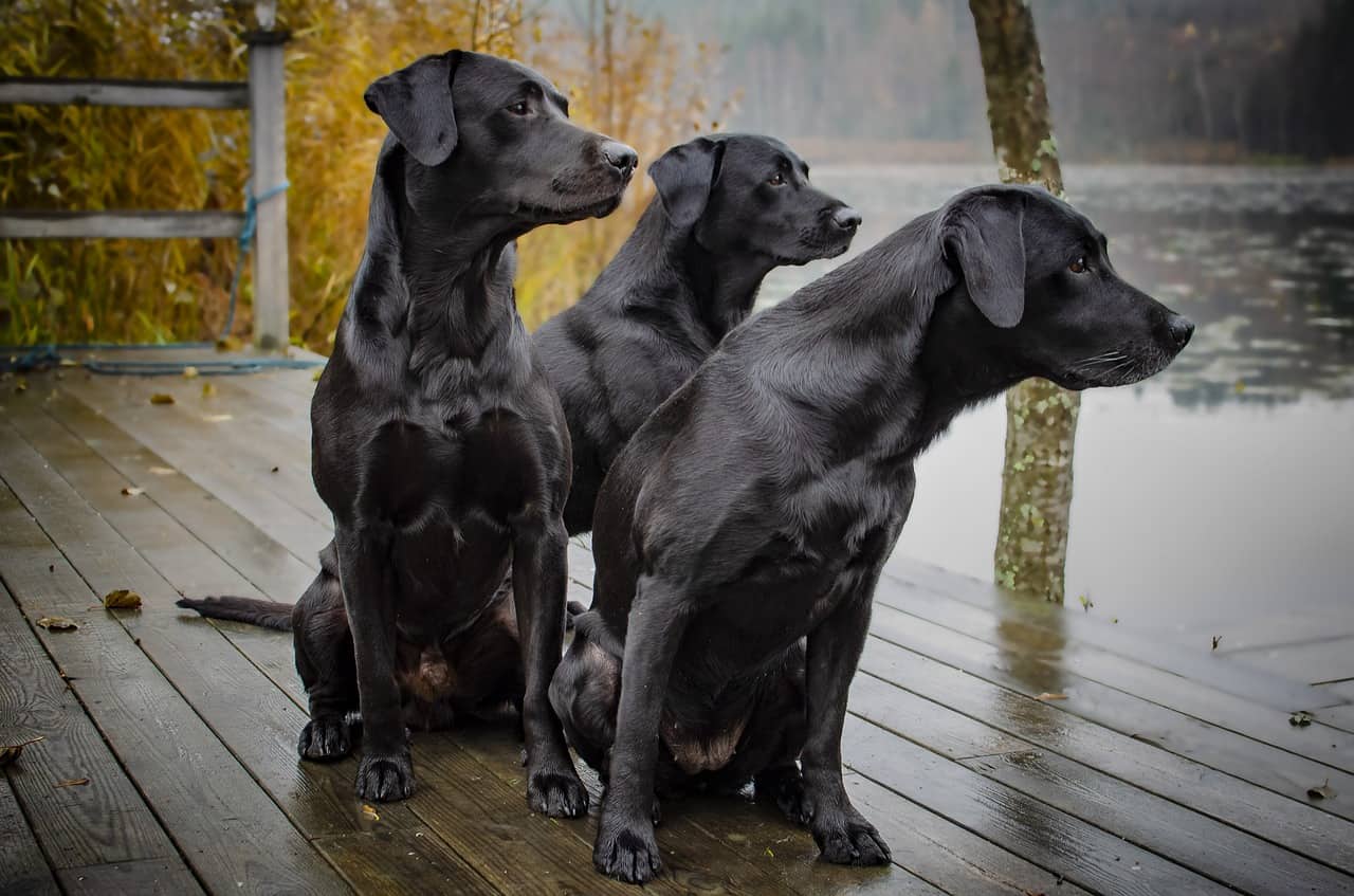 Three black labradors, like the one which inspired Led Zeppelin’s Black Dog single, music facts