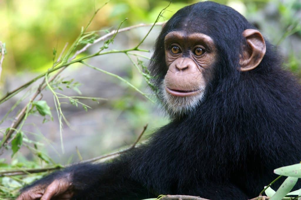 chimpanzee facts about there behavior
