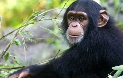 50 Chimpanzee Facts About The Great Ape 