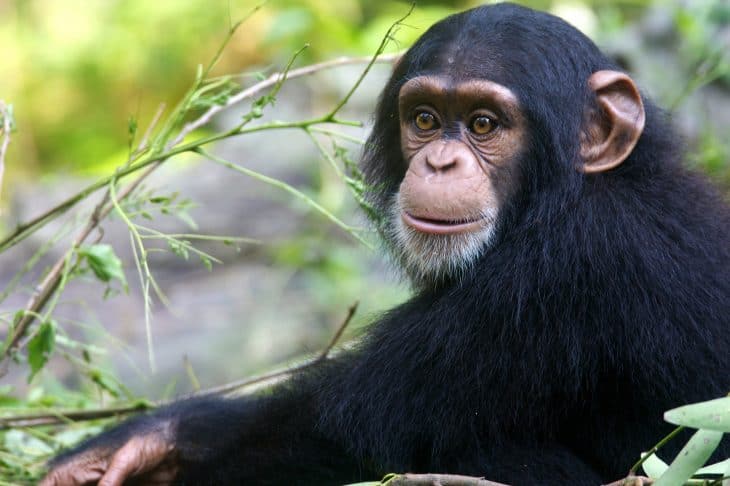 Chimpanzee facts